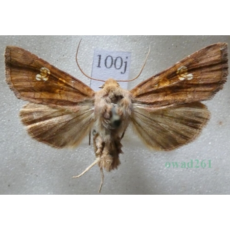 Amphipoea oculea (Linnaeus, 1761) Czech100j